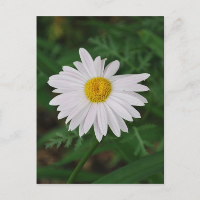 Carte postale blanche Fleur sauvage (Devant)