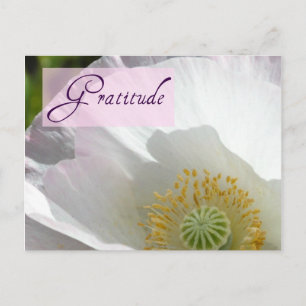 Carte postale blanche Islande Poppy Gratitude