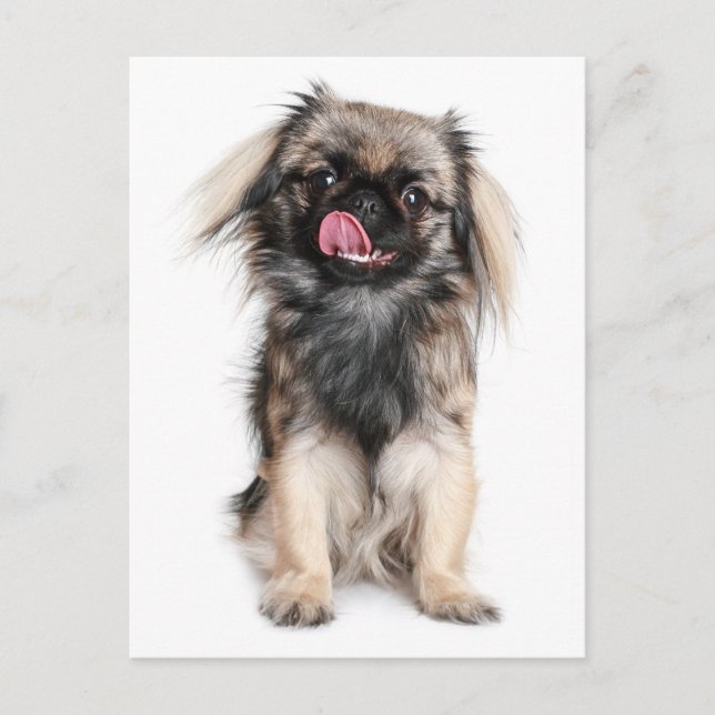 Carte postale blanche Pekingese Chien Chien Chien  (Devant)
