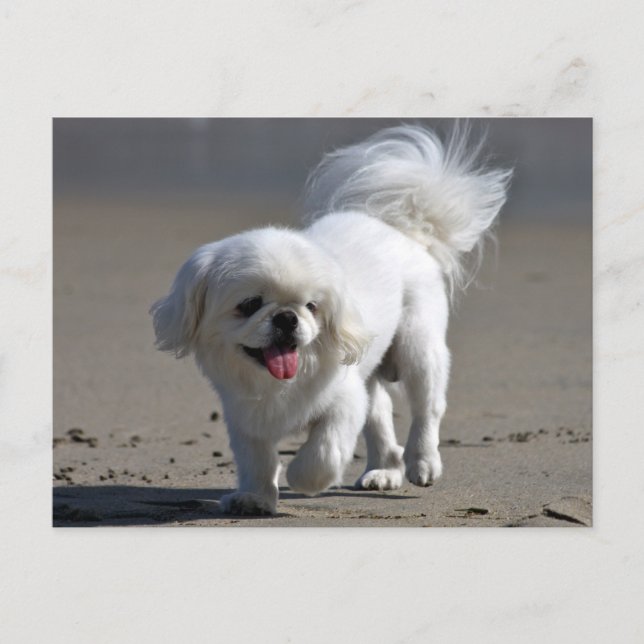Carte postale blanche Pekingese Chien Chien Chien  (Devant)