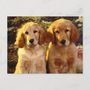 Carte postale blanche pour Chien Chien Chien Chien