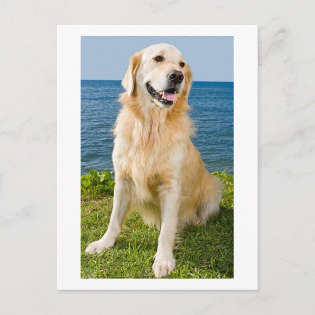 Carte postale blanche pour Chien Chien Chien Chien (Devant)