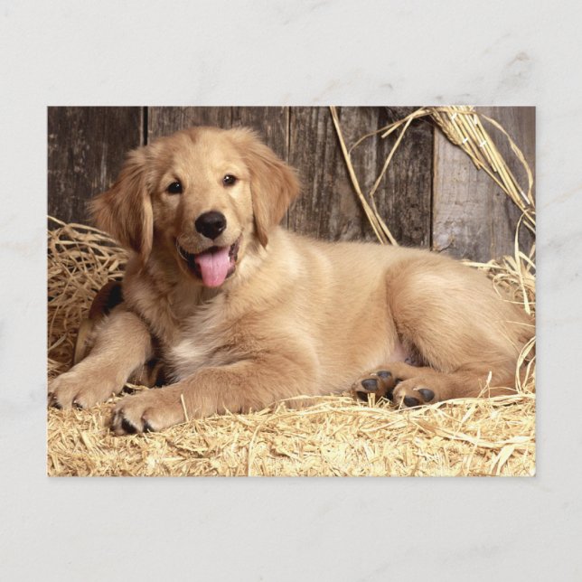 Carte postale blanche pour Chien Chien Chien Chien (Devant)