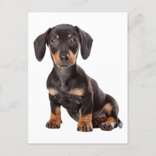 Carte postale blanche pour Chien Chien Chien Chien