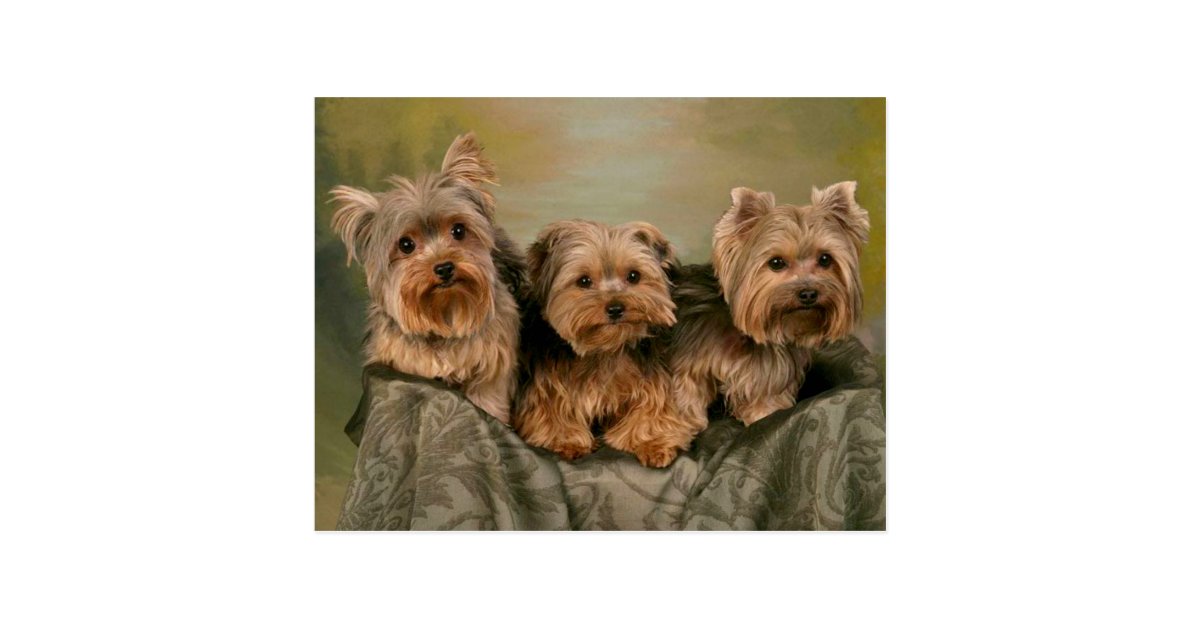  Carte  postale  blanche pour Chiens  de  chiots du Yor Zazzle fr
