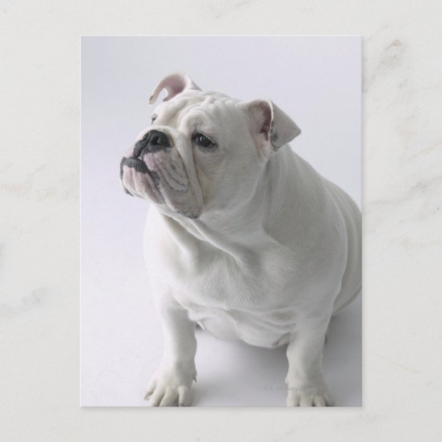 Carte Postale Blancs Bulldog assis en studio, (Devant)