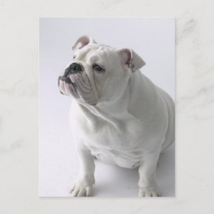 Carte Postale Blancs Bulldog assis en studio,