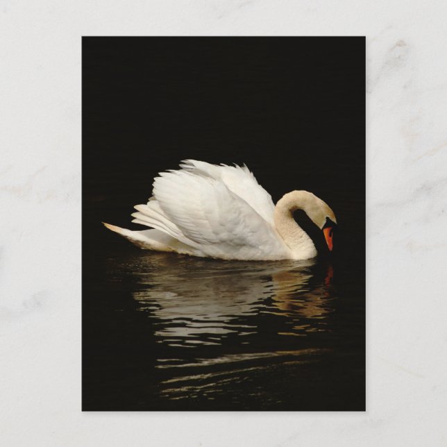 Carte Postale Blank Note Card with Beautiful Swan post card (Devant)