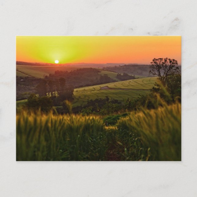 Carte Postale Blé agricole Sunset (Devant)