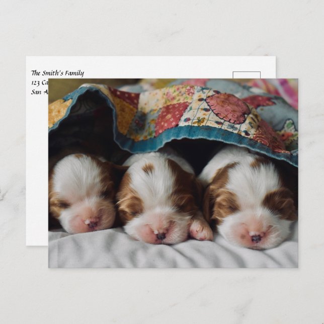 Carte Postale Blenheim Cavalier King Charles Spaniel Puppies (Devant / Derrière)