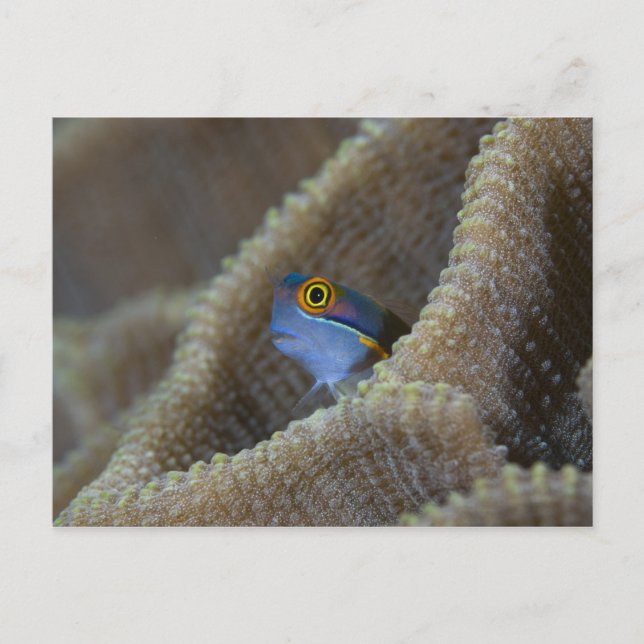 Carte Postale Blennie (Blenniidae) sortant la tête (Devant)
