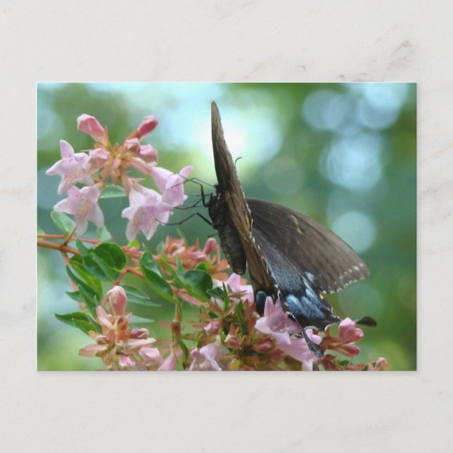 Carte Postale Bleu à papillon d'été (Devant)