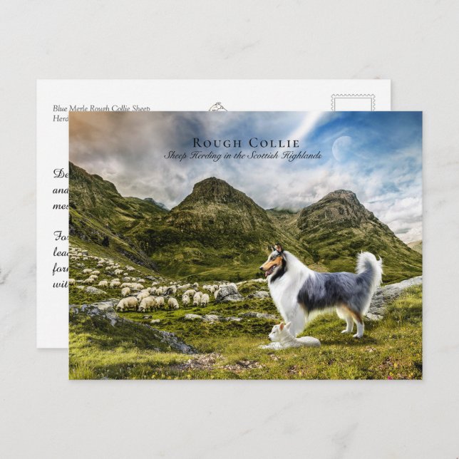 Carte Postale Bleu berger Merle Rough Collie - Collectif (Devant / Derrière)
