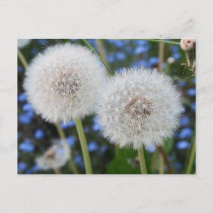 Carte Postale bleu, bouton d'or, plante, pissenlit, prairie, bla