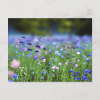 Carte postale bleu Cornflower