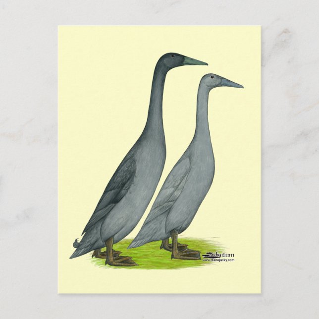 Carte Postale Bleu coureur canards (Devant)