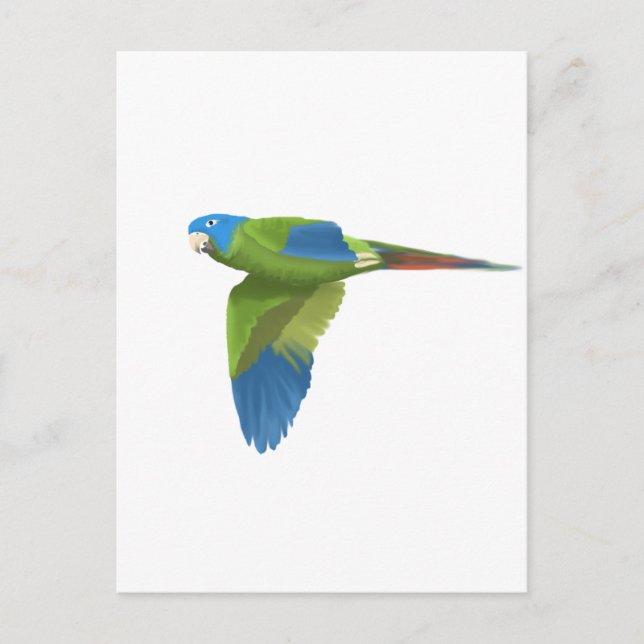 Carte Postale Bleu-couronné Conure (Devant)