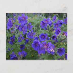 Carte postale Bleu Cranesbill Flowers
