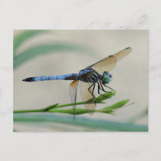 Carte Postale Bleu Dasher perché sur un bourgeon de fleurs