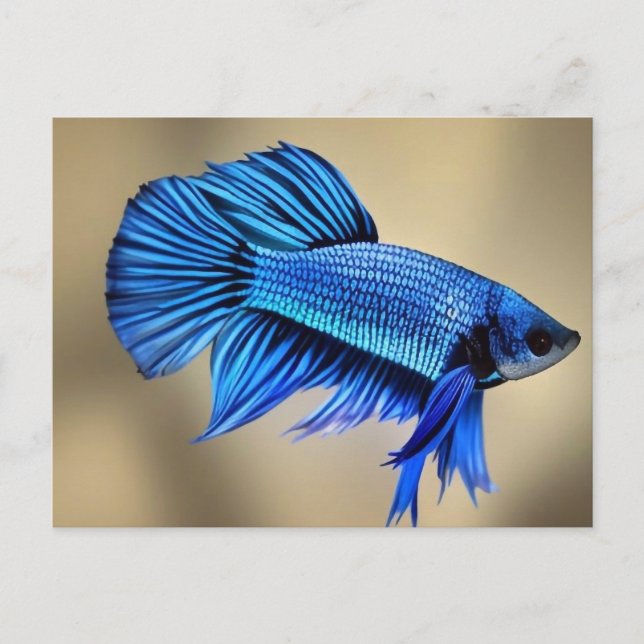 Carte Postale Bleu électrique Siamese Poisson de combat (Devant)