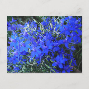 Carte Postale Bleu esthétique Lobelia fleurir cottagecore jardin