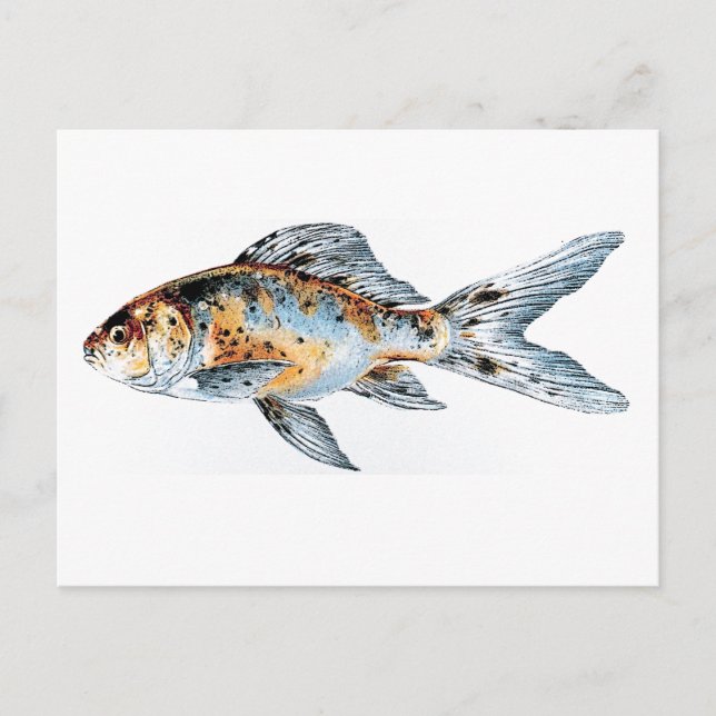 Carte Postale Bleu et orange Shubunkin Goldfish Fine Art (Devant)