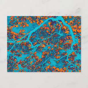 Carte Postale Bleu et orangers colorés