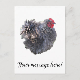 Carte Postale Bleu Fouet Cutest Cochin Bantam Rooster poulet