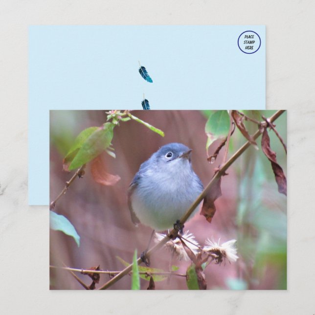 Carte Postale Bleu Gris Gnatcatcher Jardin Oiseau (Devant / Derrière)