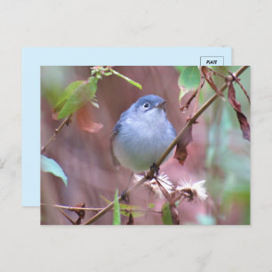 Carte Postale Bleu Gris Gnatcatcher Jardin Oiseau