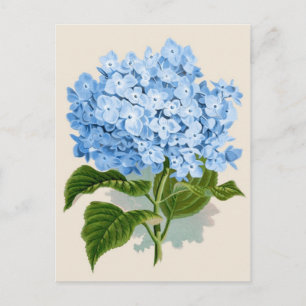 Carte Postale Bleu Hydrangea Botanique Imprimer