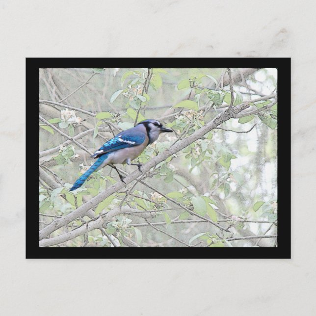 Carte Postale Bleu Jay Songbird (Devant)