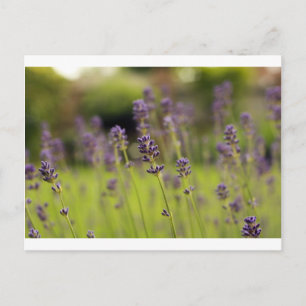 Carte Postale bleu lavande