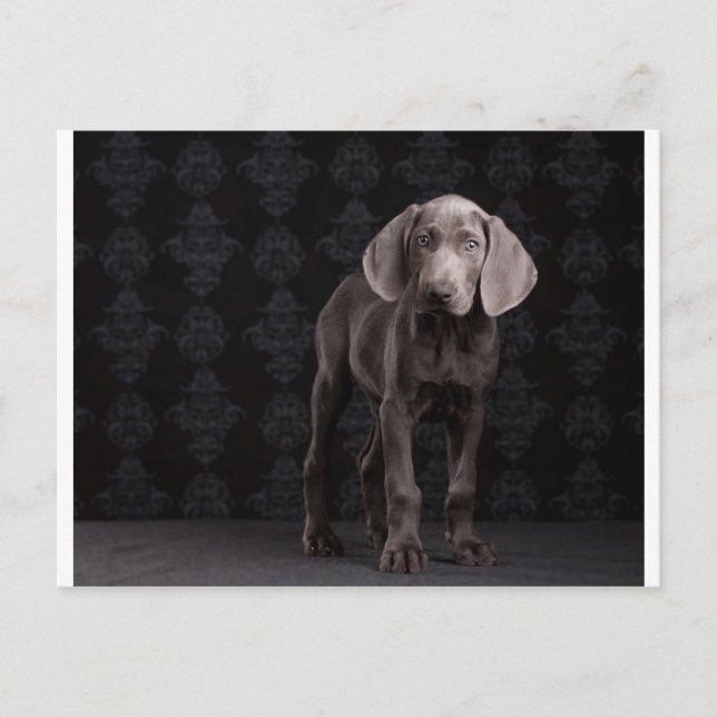 Carte Postale Bleu le chiot Weimaraner (Devant)