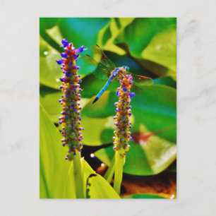 Carte Postale Bleu libellule et fleurs
