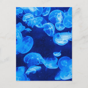 Carte Postale Bleu méduse sous l'eau