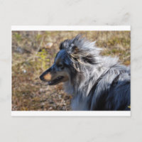 Bleu Merle Shetland Sheepdog
