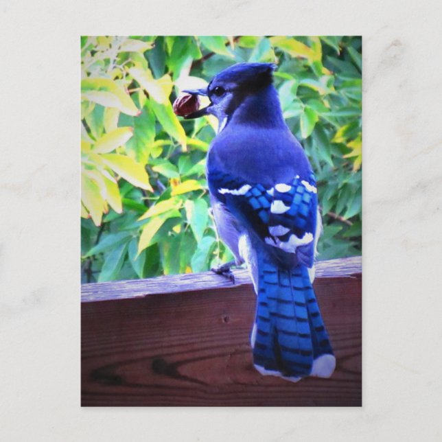 Carte Postale Bleu Nord Jay W Peanut Belles plumes Bleues (Devant)