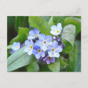 Carte Postale Bleu Oublie Moi Pas Fleurs