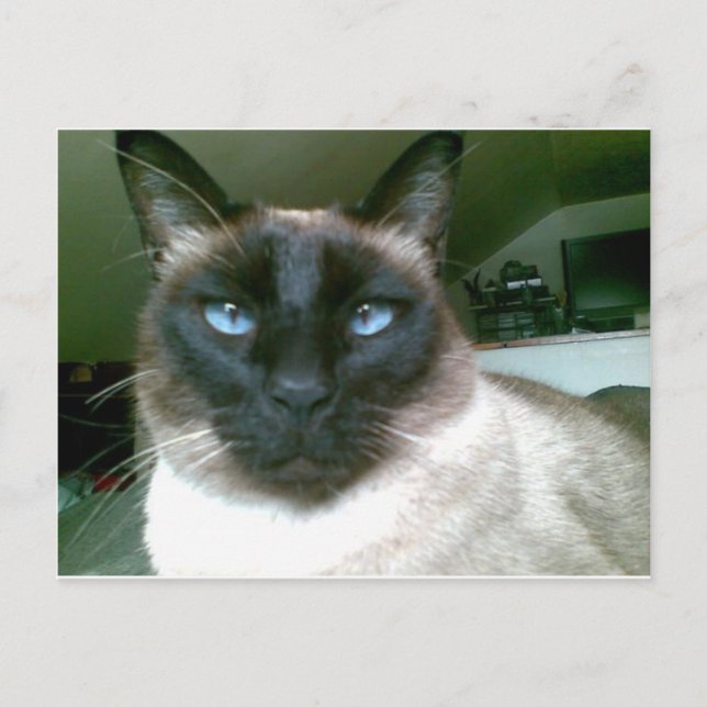 Carte Postale bleu pâle (Devant)