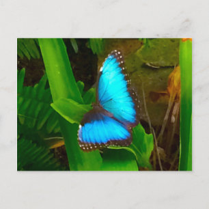 Carte Postale Bleu papillon