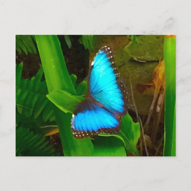 Carte Postale Bleu papillon (Devant)