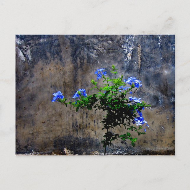 Carte Postale Bleu Plumbago (Devant)