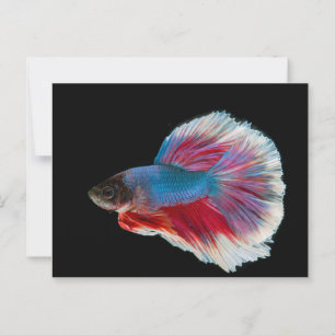 Carte Postale Bleu, rose et blanc Betta Fish