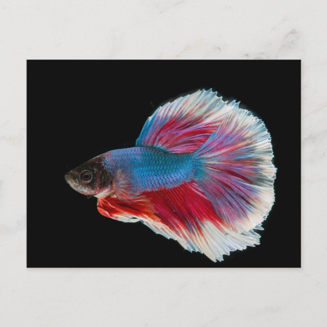 Carte Postale Bleu, rose et blanc Betta Fish (Devant)