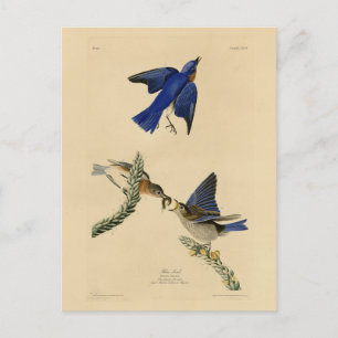Carte Postale Bleu rouge de l'est des oiseaux d'Amérique d'Audub