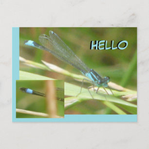 Carte postale Bleu Tail Damselfly HELLO