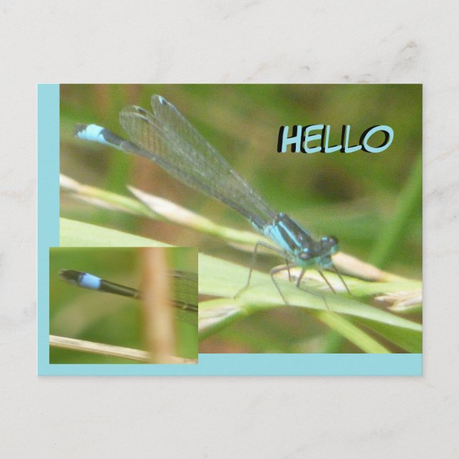 Carte postale Bleu Tail Damselfly HELLO (Devant)