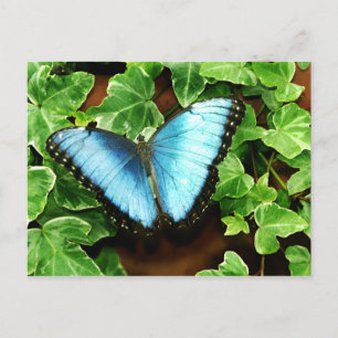 Carte postale bleue de Morpho