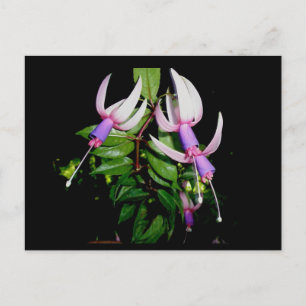 Carte postale bleue et rose Fushia
